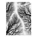 Picture of Web of Trees _GroupedProduct_Rectangle_Portrait_Photography _GroupedProduct_Rectangle_Portrait_Unframed_Print_Only_