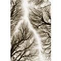 Picture of Web of Trees _GroupedProduct_Rectangle_Portrait_Photography _GroupedProduct_Rectangle_Portrait_Unframed_Print_Only_