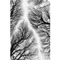 Picture of Web of Trees _GroupedProduct_Rectangle_Portrait_Photography _GroupedProduct_Rectangle_Portrait_Unframed_Print_Only_