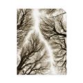 Picture of Web of Trees _GroupedProduct_Rectangle_Portrait_Photography _GroupedProduct_Rectangle_Portrait_Unframed_Print_Only_