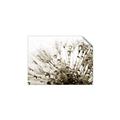 Picture of Dandilion bliss _GroupedProduct_Rectangle_Landscape_Photography _GroupedProduct_Rectangle_Landscape_Unframed_Print_Only_