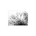 Picture of Dandilion bliss _GroupedProduct_Rectangle_Landscape_Photography _GroupedProduct_Rectangle_Landscape_Unframed_Print_Only_