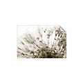 Picture of Dandilion bliss _GroupedProduct_Rectangle_Landscape_Photography _GroupedProduct_Rectangle_Landscape_Unframed_Print_Only_