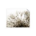 Picture of Dandilion bliss _GroupedProduct_Rectangle_Landscape_Photography _GroupedProduct_Rectangle_Landscape_Unframed_Print_Only_