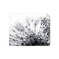 Picture of Dandilion bliss _GroupedProduct_Rectangle_Landscape_Photography _GroupedProduct_Rectangle_Landscape_Unframed_Print_Only_