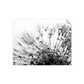 Picture of Dandilion bliss _GroupedProduct_Rectangle_Landscape_Photography _GroupedProduct_Rectangle_Landscape_Unframed_Print_Only_