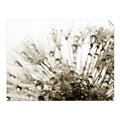 Picture of Dandilion bliss _GroupedProduct_Rectangle_Landscape_Photography _GroupedProduct_Rectangle_Landscape_Unframed_Print_Only_