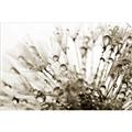 Picture of Dandilion bliss _GroupedProduct_Rectangle_Landscape_Photography _GroupedProduct_Rectangle_Landscape_Unframed_Print_Only_