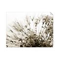 Picture of Dandilion bliss _GroupedProduct_Rectangle_Landscape_Photography _GroupedProduct_Rectangle_Landscape_Unframed_Print_Only_