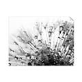 Picture of Dandilion bliss _GroupedProduct_Rectangle_Landscape_Photography _GroupedProduct_Rectangle_Landscape_Unframed_Print_Only_