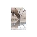 Picture of Elk in the Wild _GroupedProduct_Rectangle_Portrait_Photography _GroupedProduct_Rectangle_Portrait_Unframed_Print_Only_