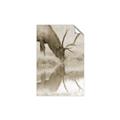 Picture of Elk in the Wild _GroupedProduct_Rectangle_Portrait_Photography _GroupedProduct_Rectangle_Portrait_Unframed_Print_Only_