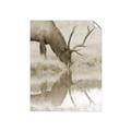 Picture of Elk in the Wild _GroupedProduct_Rectangle_Portrait_Photography _GroupedProduct_Rectangle_Portrait_Unframed_Print_Only_