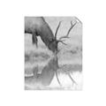 Picture of Elk in the Wild _GroupedProduct_Rectangle_Portrait_Photography _GroupedProduct_Rectangle_Portrait_Unframed_Print_Only_
