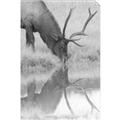Picture of Elk in the Wild _GroupedProduct_Rectangle_Portrait_Photography _GroupedProduct_Rectangle_Portrait_Unframed_Print_Only_