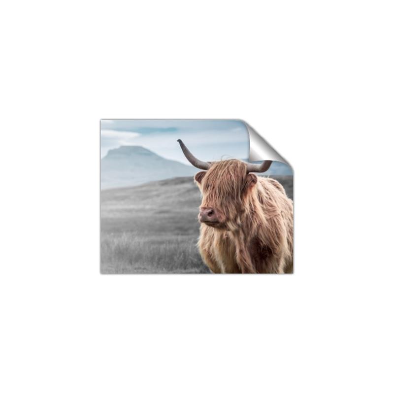 Picture of Furry highland cow _GroupedProduct_Rectangle_Landscape_Photography _GroupedProduct_Rectangle_Landscape_Unframed_Print_Only_