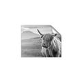 Picture of Furry highland cow _GroupedProduct_Rectangle_Landscape_Photography _GroupedProduct_Rectangle_Landscape_Unframed_Print_Only_