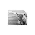 Picture of Furry highland cow _GroupedProduct_Rectangle_Landscape_Photography _GroupedProduct_Rectangle_Landscape_Unframed_Print_Only_
