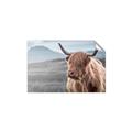 Picture of Furry highland cow _GroupedProduct_Rectangle_Landscape_Photography _GroupedProduct_Rectangle_Landscape_Unframed_Print_Only_