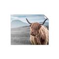 Picture of Furry highland cow _GroupedProduct_Rectangle_Landscape_Photography _GroupedProduct_Rectangle_Landscape_Unframed_Print_Only_