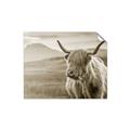 Picture of Furry highland cow _GroupedProduct_Rectangle_Landscape_Photography _GroupedProduct_Rectangle_Landscape_Unframed_Print_Only_