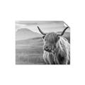 Picture of Furry highland cow _GroupedProduct_Rectangle_Landscape_Photography _GroupedProduct_Rectangle_Landscape_Unframed_Print_Only_