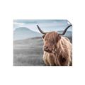 Picture of Furry highland cow _GroupedProduct_Rectangle_Landscape_Photography _GroupedProduct_Rectangle_Landscape_Unframed_Print_Only_