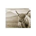 Picture of Furry highland cow _GroupedProduct_Rectangle_Landscape_Photography _GroupedProduct_Rectangle_Landscape_Unframed_Print_Only_