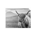 Picture of Furry highland cow _GroupedProduct_Rectangle_Landscape_Photography _GroupedProduct_Rectangle_Landscape_Unframed_Print_Only_