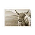 Picture of Furry highland cow _GroupedProduct_Rectangle_Landscape_Photography _GroupedProduct_Rectangle_Landscape_Unframed_Print_Only_