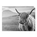 Picture of Furry highland cow _GroupedProduct_Rectangle_Landscape_Photography _GroupedProduct_Rectangle_Landscape_Unframed_Print_Only_