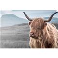 Picture of Furry highland cow _GroupedProduct_Rectangle_Landscape_Photography _GroupedProduct_Rectangle_Landscape_Unframed_Print_Only_