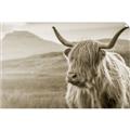 Picture of Furry highland cow _GroupedProduct_Rectangle_Landscape_Photography _GroupedProduct_Rectangle_Landscape_Unframed_Print_Only_