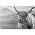 Picture of Furry highland cow _GroupedProduct_Rectangle_Landscape_Photography _GroupedProduct_Rectangle_Landscape_Unframed_Print_Only_