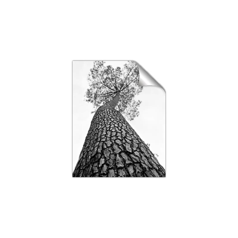 Picture of The Tree _GroupedProduct_Rectangle_Portrait_Photography _GroupedProduct_Rectangle_Portrait_Unframed_Print_Only_