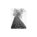 Picture of The Tree _GroupedProduct_Rectangle_Portrait_Photography _GroupedProduct_Rectangle_Portrait_Unframed_Print_Only_