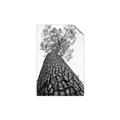 Picture of The Tree _GroupedProduct_Rectangle_Portrait_Photography _GroupedProduct_Rectangle_Portrait_Unframed_Print_Only_
