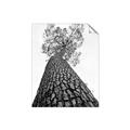 Picture of The Tree _GroupedProduct_Rectangle_Portrait_Photography _GroupedProduct_Rectangle_Portrait_Unframed_Print_Only_