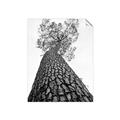 Picture of The Tree _GroupedProduct_Rectangle_Portrait_Photography _GroupedProduct_Rectangle_Portrait_Unframed_Print_Only_