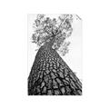 Picture of The Tree _GroupedProduct_Rectangle_Portrait_Photography _GroupedProduct_Rectangle_Portrait_Unframed_Print_Only_