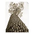 Picture of The Tree _GroupedProduct_Rectangle_Portrait_Photography _GroupedProduct_Rectangle_Portrait_Unframed_Print_Only_