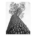 Picture of The Tree _GroupedProduct_Rectangle_Portrait_Photography _GroupedProduct_Rectangle_Portrait_Unframed_Print_Only_