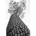 Picture of The Tree _GroupedProduct_Rectangle_Portrait_Photography _GroupedProduct_Rectangle_Portrait_Unframed_Print_Only_