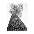 Picture of The Tree _GroupedProduct_Rectangle_Portrait_Photography _GroupedProduct_Rectangle_Portrait_Unframed_Print_Only_