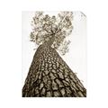 Picture of The Tree _GroupedProduct_Rectangle_Portrait_Photography _GroupedProduct_Rectangle_Portrait_Unframed_Print_Only_