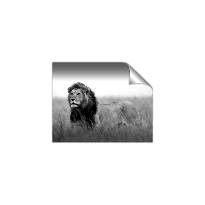 Picture of The Lion King _GroupedProduct_Rectangle_Landscape_Photography _GroupedProduct_Rectangle_Landscape_Unframed_Print_Only_
