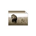Picture of The Lion King _GroupedProduct_Rectangle_Landscape_Photography _GroupedProduct_Rectangle_Landscape_Unframed_Print_Only_
