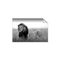 Picture of The Lion King _GroupedProduct_Rectangle_Landscape_Photography _GroupedProduct_Rectangle_Landscape_Unframed_Print_Only_