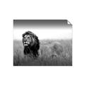 Picture of The Lion King _GroupedProduct_Rectangle_Landscape_Photography _GroupedProduct_Rectangle_Landscape_Unframed_Print_Only_