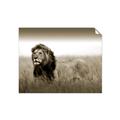Picture of The Lion King _GroupedProduct_Rectangle_Landscape_Photography _GroupedProduct_Rectangle_Landscape_Unframed_Print_Only_